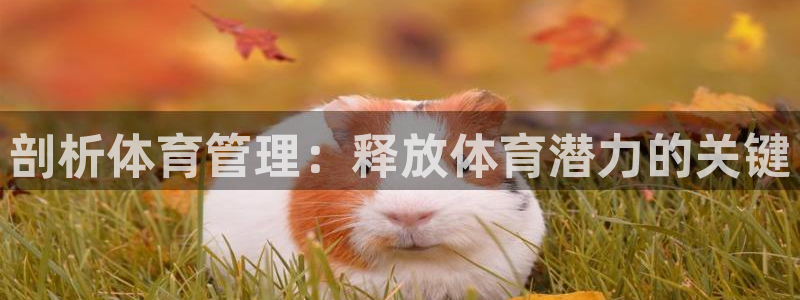 必一运动·体育：剖析